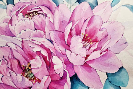 Pivoines roses